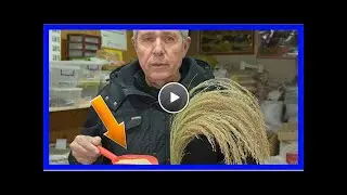 Dünyanın en küçük tahılı olan teff, türkiye'de ilk kez eskişehir'de üretildi