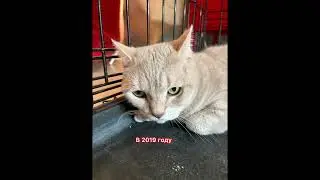 7 котов живут с мая в квартире ОДНИ, умерла хозяйка