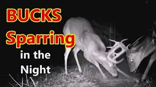 Bucks Battle In The Night: Warming Up For The Rut
