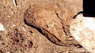 Escalopendra 1000 pies - documental casero