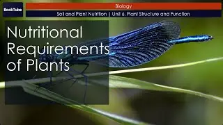Nutritional Requirements of Plants | Soil and Plant Nutrition | Unit 6. Plant Structure and Function