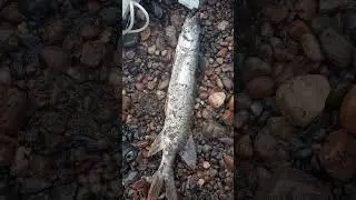 Две щуки.  Эушта  25.08.2024 г.