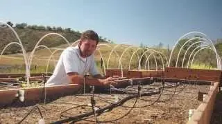 Growing Moringa: Intensive Moringa Cultivation - Day 6 Update
