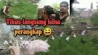 Ngecek telur ayam dapat tikus masuk perangkap