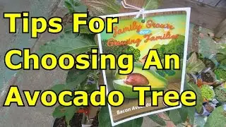 Must Watch Before Buying an Avocado Tree from the Nursery