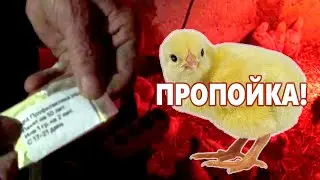 ПРОПОЙКА БРОЙЛЕРОВ/Выращивание бройлеров в домашних условиях