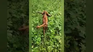 Девушка с поленом.