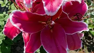 ЛИЛИЯ ЭЛЬ КАПИТАН🥰💪. ОТ-ГИБРИД🥰🥰🥰👍👍👍