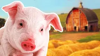 Pigs for Kids | Year of the Pig 2019 | Wild Animals