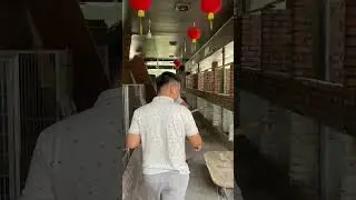 Sửa sang trại ae ơi - Ae ủng hộ thuốc om rắn mồi alo 0967992875
