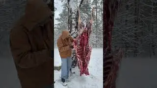 Butcher an elk with me 