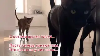 Как думаете? На разборки?! Или все-таки поесть?! 😹 #приколысживотными #animals #cat #happy #приколы