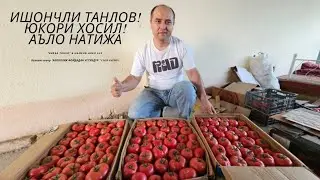 СУПЕР НАТИЖА. BUR PINK F1, BALABAN F1🍅ПОМИДОРИ БАРАКАСИНИ БЕРСИН.