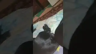 спят усталые собачки