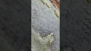 Золотарник и липа,на одной рамке