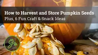 How to Harvest and Store Pumpkin Seeds - Plus, 6 Fun Craft & Snack Ideas