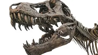 The Mighty T-Rex: Actually Three Different Species?