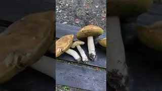 Путешествие по Беларуси. Деревня Изубрица. Красный бор.