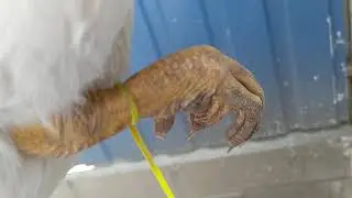 Вес мускусной утки//60 дней