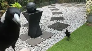 Magpies come for lunch