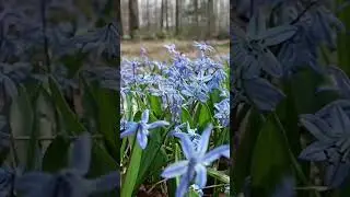 Весеннее озеро грязное. Полное видео на канале.