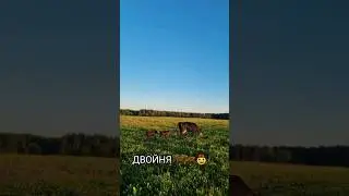 Впервые❗️ На хуторе ЁДИШКИ 😉 🍓 у нашей коровы родилась ДВОЙНЯ🐂🐂🤠