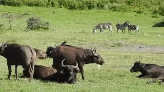 Wildlife of Tanzania (Сафари в Танзании)