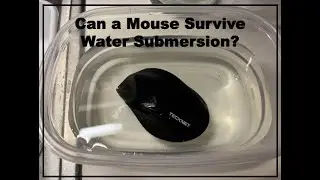 Can A Mouse Survive Water Submersion?