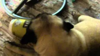 Oliver - pug loves caffe latte III