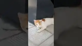 бездомный кот у магнита