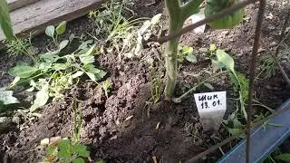 Новый  сорт  томата