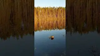 Озеро Сариярви. Питкярантский район. Карелия 