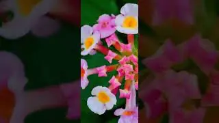 Beauty of nature 