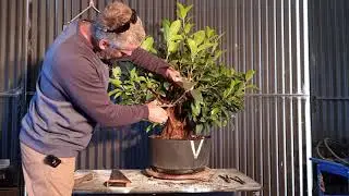 My only lonesome Fig Bonsai