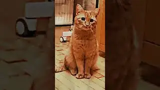 Немного котят 😉