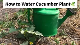 Best Way to Apply Water Vegetables |Cucumber