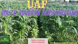Maize Soybean Intercropping UAF Different  crop stages view