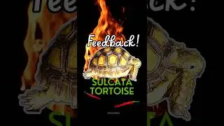 Sulcata tortoise malaysia. Thank you for your support