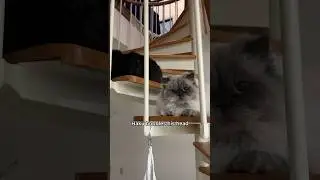 he's just a silly little guy 