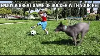 Dog Interactive Football Toys | Dogizz | Free Worldwide Delivery