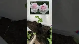 ОБЗОР ПОЛУЧАЕТСЯ…