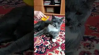 Смотри какая милота!