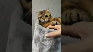 Луняшка-кусяшка😘