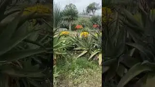 Laguna Niguel 🇺🇸 Ботанический Сад в Калифорнии 