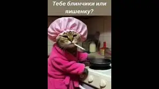 С ДОБРЫМ УТРОМ 😺 #юмор #cat #прикол #улыбайтесь #позитивный #топ #хит #кот #рекомендации #shorts
