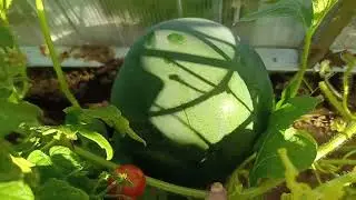 Обзор теплицы на 28.07.2024 🍅🥒🫑🍉