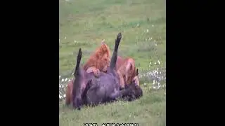 A buffalo was caught by two lions, and at a critical moment, he slapped the ground and surrendered