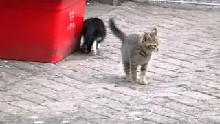 Ninja, Rocket and Marvin