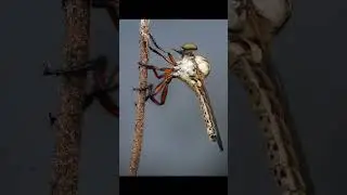 Photographing Rare Insect ( macro photography)