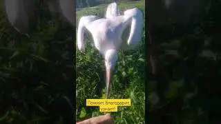 The little stork recognized me